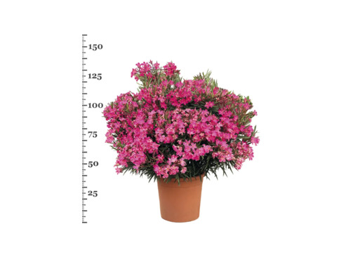 Oleander im Topf mit Höhenangabe