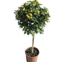 Lantana-Zwergstrauch mit gelben Blüten im Topf