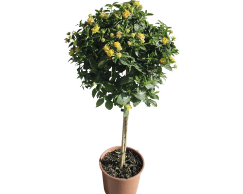 Lantana-Zwergstrauch mit gelben Blüten im Topf