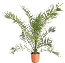 Dattelpalme im Topf