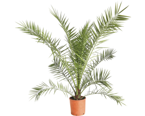 Dattelpalme im Topf