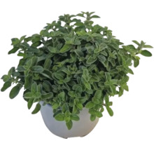 Oregano Pflanze im Topf