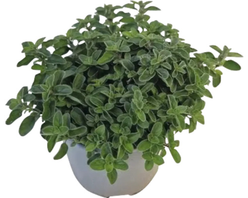 Oregano Pflanze im Topf