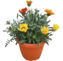 Gazanie im Pflanztopf mit gelben und orangenen Blüten