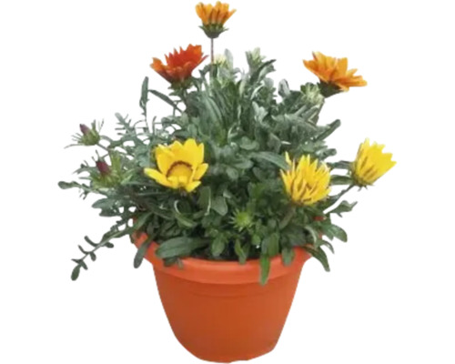 Gazanie im Pflanztopf mit gelben und orangenen Blüten