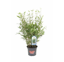 Bambus 'Blue Lizard' im Topf