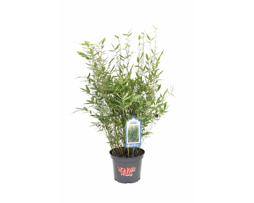 Bambus 'Blue Lizard' im Topf