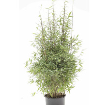 Bambuspflanze im Topf