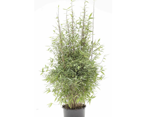 Bambuspflanze im Topf