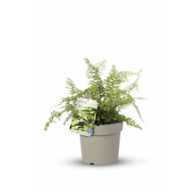 Wintergrüner Schmuckfarn im Topf