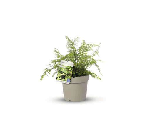 Wintergrüner Schmuckfarn im Topf