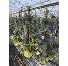 Blühende Schwarzäugige Susanne Pflanzen in Töpfen in einem Gewächshaus.