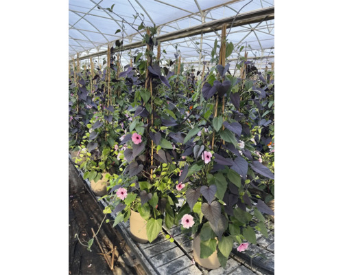 Blühende Schwarzäugige Susanne Pflanzen in Töpfen in einem Gewächshaus.