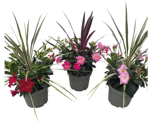 Drei Topfpflanzen mit grünen Blättern und roten oder pinkfarbenen Blüten.