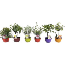 Verschiedene Obstbäume im Topf