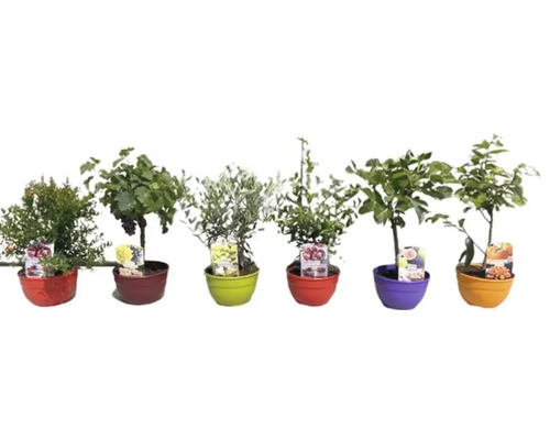Verschiedene Obstbäume im Topf