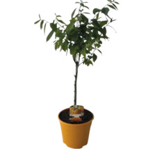 Zierquitte in einem Topf