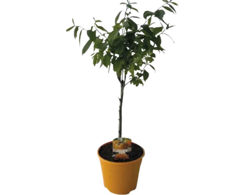 Zierquitte in einem Topf