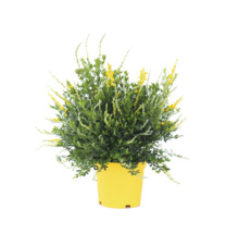 Ginster Pflanze im Topf