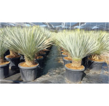 Mehrere Palmlilien Pflanzen in Töpfen in einer Gärtnerei