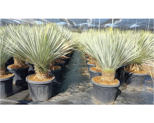 Mehrere Palmlilien Pflanzen in Töpfen in einer Gärtnerei