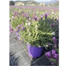 Lavendel im Topf auf einem Feld mit Lavendel