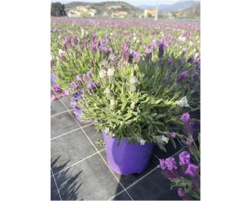 Lavendel im Topf auf einem Feld mit Lavendel