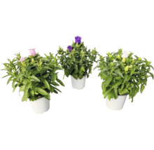 Drei Glockenblumen in Töpfen mit lila, weißen und rosa Blüten.