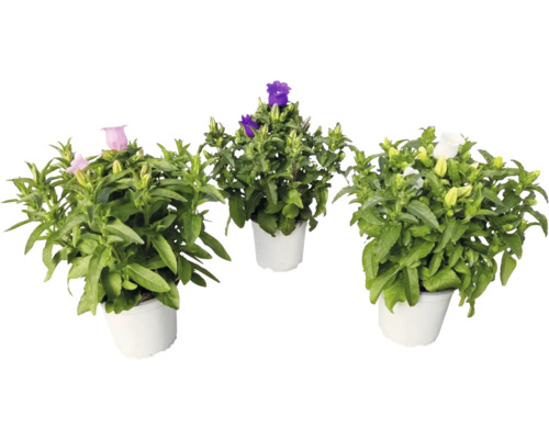 Drei Glockenblumen in Töpfen mit lila, weißen und rosa Blüten.