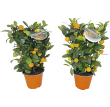 Zwei Calamondin-Bäumchen im Topf