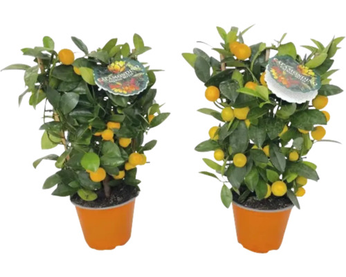 Zwei Calamondin-Bäumchen im Topf