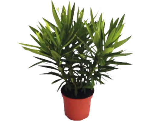 Oleander im Topf