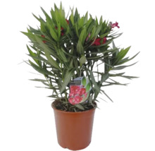 Oleander im Topf mit roten Blüten und grünen Blättern