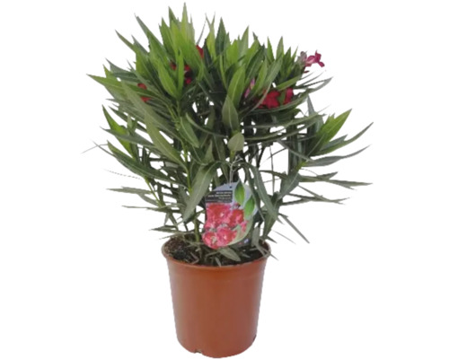 Oleander im Topf mit roten Blüten und grünen Blättern