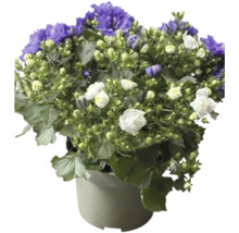 Glockenblume im Topf mit lila und weißen Blüten