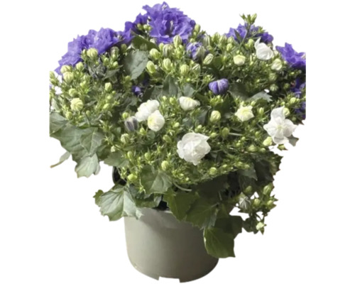 Glockenblume im Topf mit lila und weißen Blüten