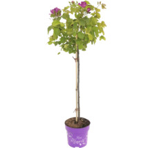Rosenstamm Minerva im Topf mit lila Blüten und grünen Blättern