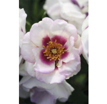 Nahaufnahme einer weiß-violetten Rosenblüte