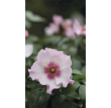 Nahaufnahme einer zartrosa Duftrose im Garten.