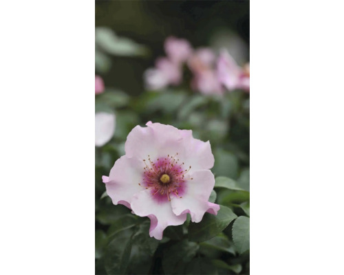 Nahaufnahme einer zartrosa Duftrose im Garten.