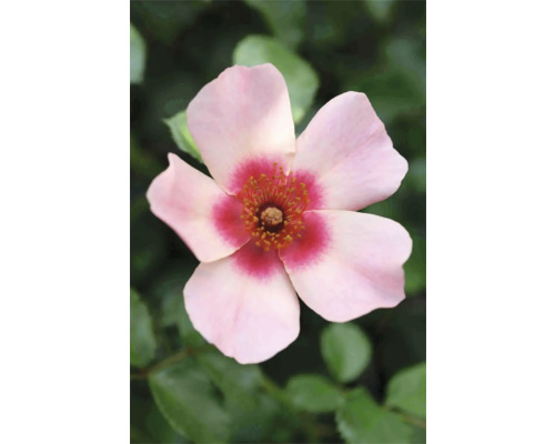 Nahaufnahme einer einzelnen Rose mit fünf Blütenblättern