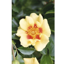 Gelbe Rose mit rotem Zentrum