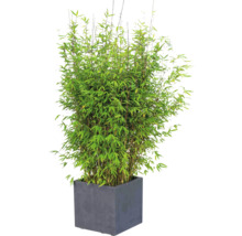 Bambuspflanze im Topf