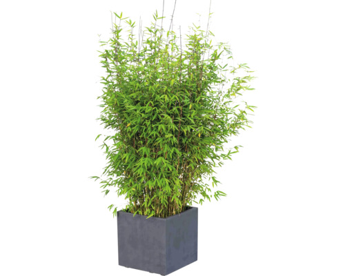 Bambuspflanze im Topf