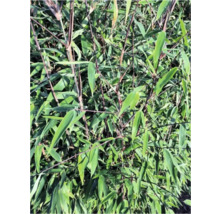 Nahaufnahme von Bambus mit Stängeln und Blättern