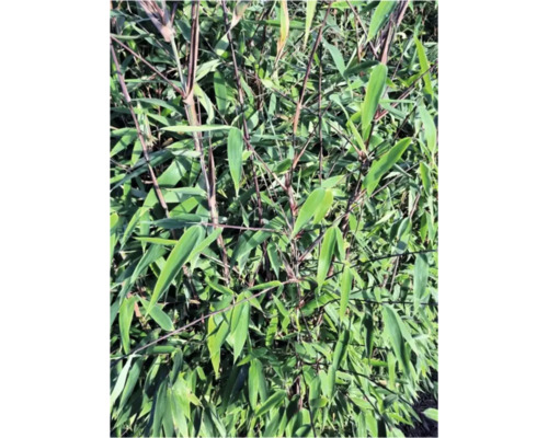 Nahaufnahme von Bambus mit Stängeln und Blättern