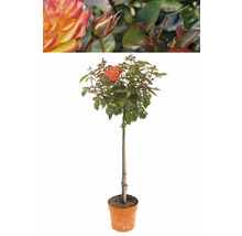 Rosenhochstamm im Topf