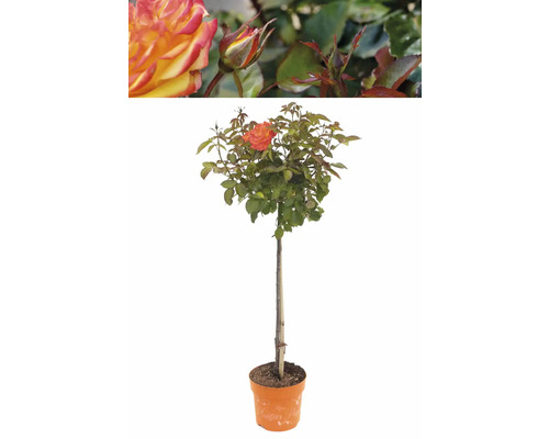 Rosenhochstamm im Topf