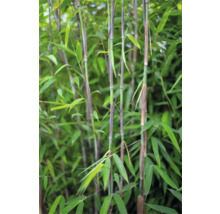 Bambuspflanze mit grünen Blättern und Stängeln