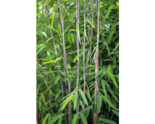 Bambuspflanze mit grünen Blättern und Stängeln